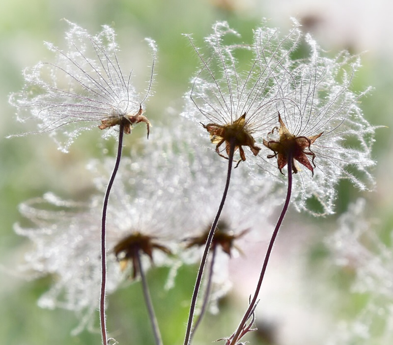 Flowered Aven by Darlene Perkin